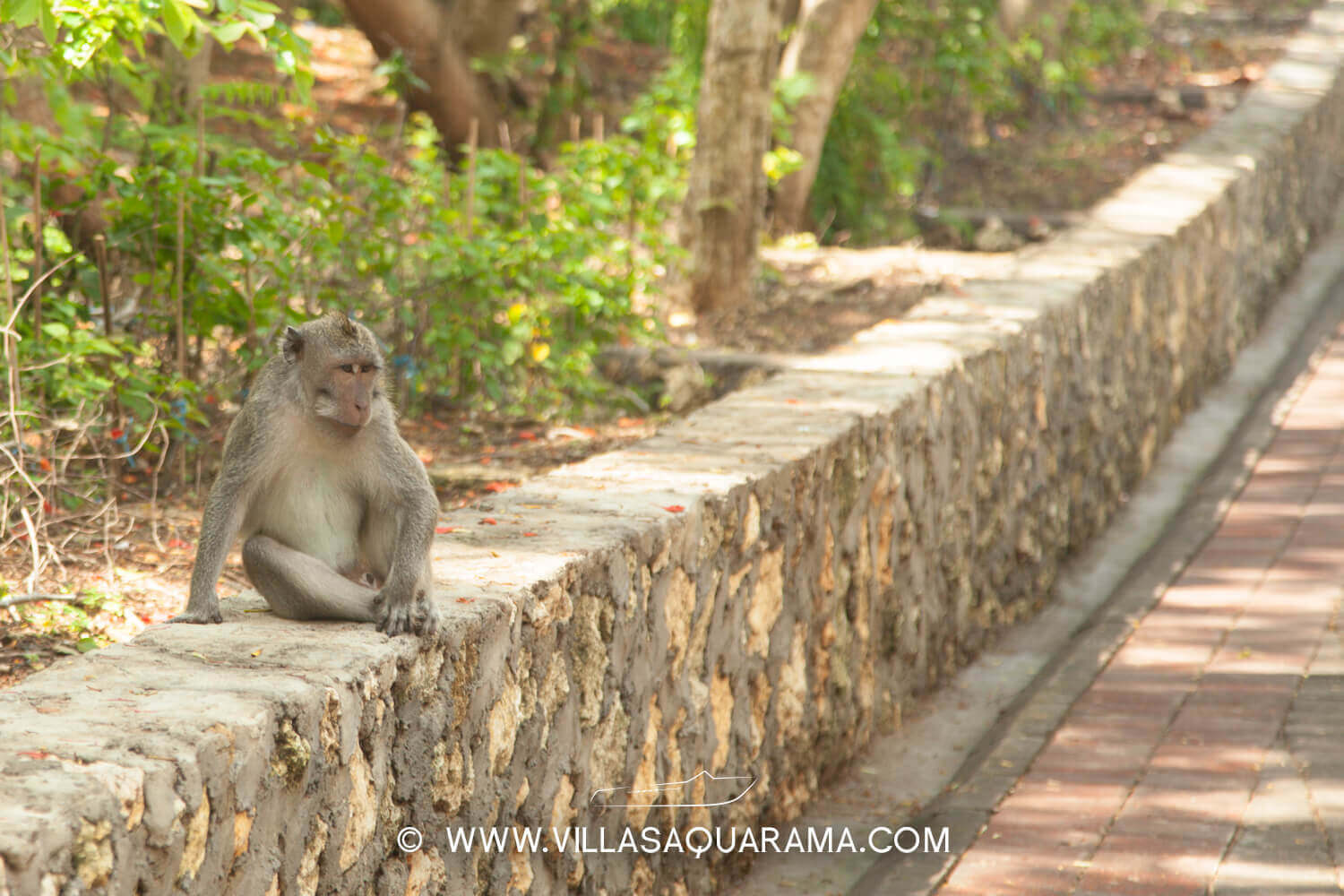 temple-uluwatu-monkeys-park-south-coast-bali-villas-aquarama-rent